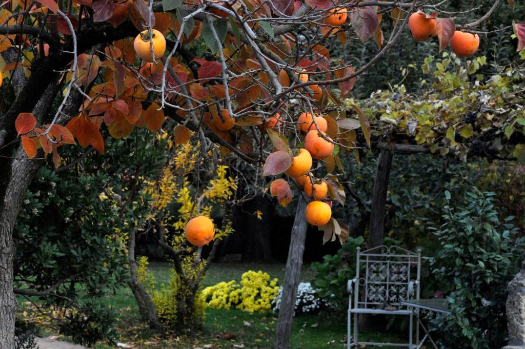 Locanda Ilune Pitigliano Dış mekan fotoğraf